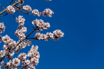 almond flowers blue  sky spring  season buds bees