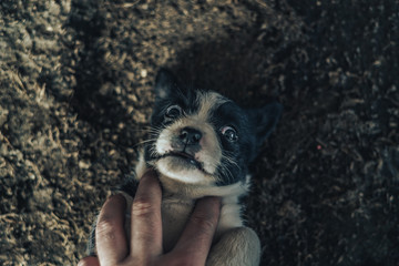 Little black-white dog puppy with blue eyes.