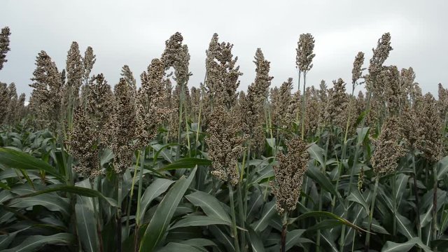 Field with sorghum swinging in the wind