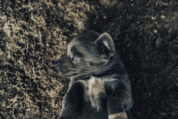 Little gray puppy dog with blue eyes.