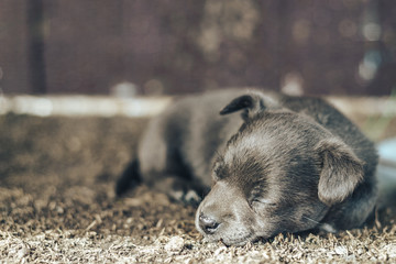 Little gray puppy dog with blue eyes.