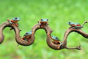 Foto op Plexiglas Javan tree frog on aitting on branch, flying frog on branch, tree frog on branch © kuritafsheen