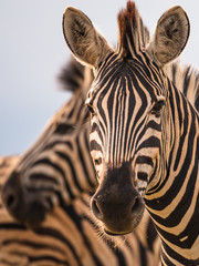 Plain Zebras (Equus Quagga) in the african savanna of the Etosha National Park in Namibia