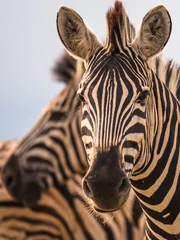 Abwaschbare Fototapete Melone Plain Zebras (Equus Quagga) in der afrikanischen Savanne des Etosha Nationalparks in Namibia