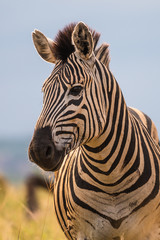 Fototapeta na wymiar Plain Zebras (Equus Quagga) in the african savanna of the Etosha National Park in Namibia