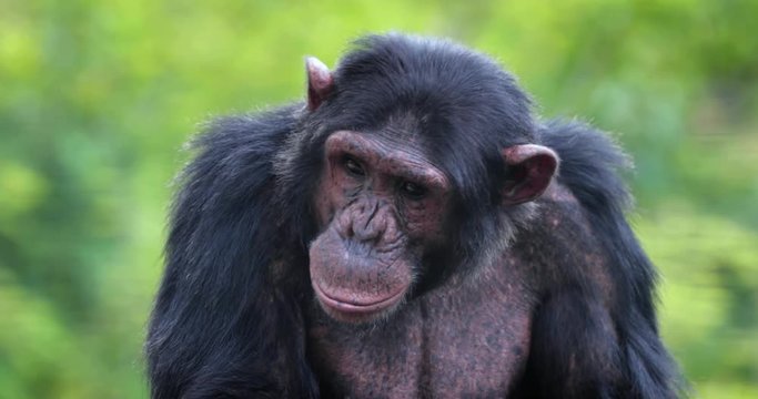 portrait of a chimpanzee in the heart of nature, South Africa