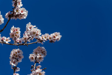 almond flowers blue  sky spring  season buds bees