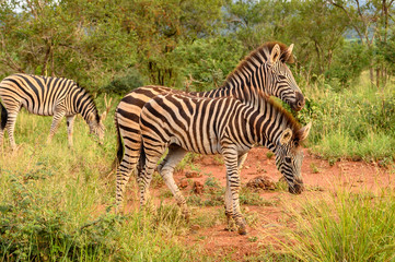 Obraz na płótnie Canvas Plain Zebras (Equus Quagga) in the african savanna of the Etosha National Park in Namibia