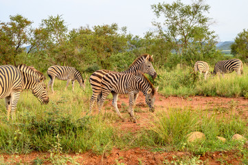 Plain Zebras (Equus Quagga) in the african savanna of the Etosha National Park in Namibia