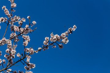 bud cherry tree almond flowers blue  sky spring  season buds bees