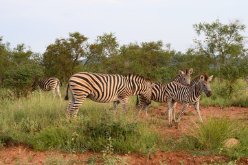 Fototapeta premium Plain Zebras (Equus Quagga) in the african savanna of the Etosha National Park in Namibia