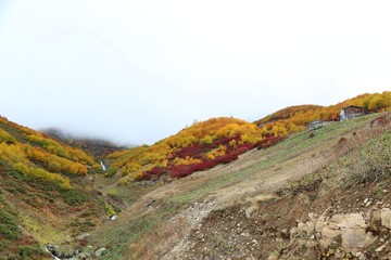Colorful Trees in Autumn Season.artvin /savsat/turkey