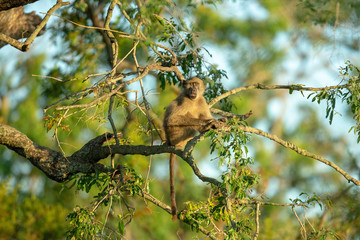 Baboon in the tree warming up in the morning sunshine. 