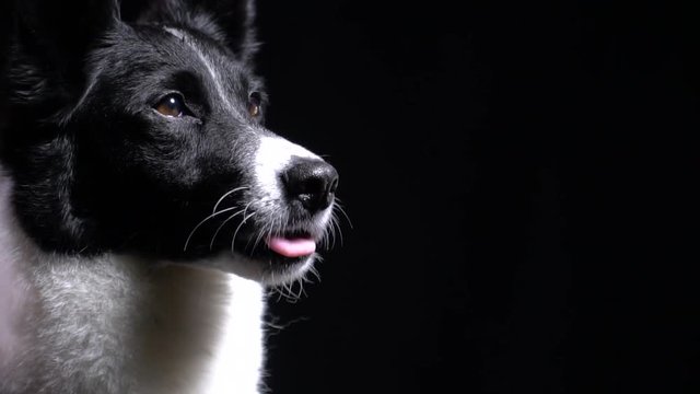 Amazing close up of a dog licking his nose, black background