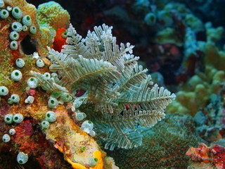 The amazing and mysterious underwater world of Indonesia, North Sulawesi, Bunaken Island, hydrozoan