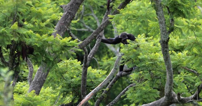 chimpanzee in the nature, South Africa