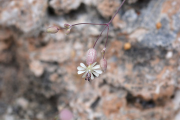 Bladder campion