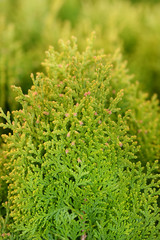 Dwarf golden oriental thuja