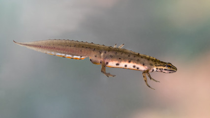 Ein unter Wasser schwimmendes Teichmolch Männchen in der Seitenansicht
