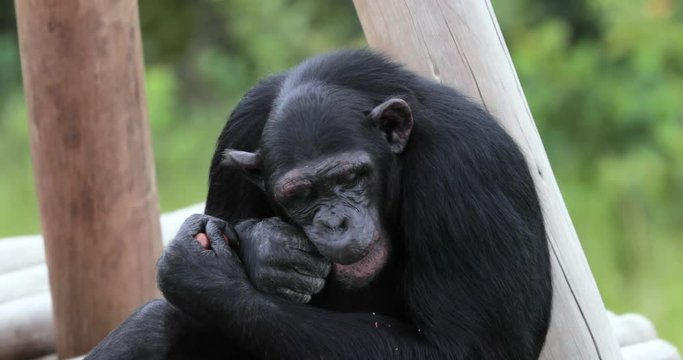 chimpanzee with his child , South Africa