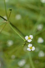 Common water plantain