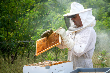 Beekeeper Controlling Colony And Bees