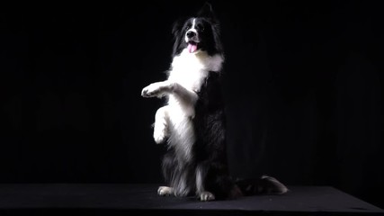 Border collie is performing the rabbit trick, black background, slow motion