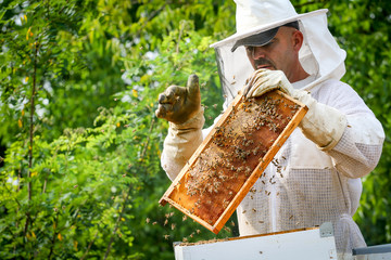 Beekeeper Controlling Colony And Bees
