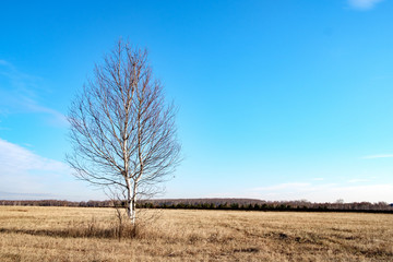 birch in autumn without leaves on a dry field of grass