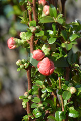 Texas Scarlet Flowering Quince
