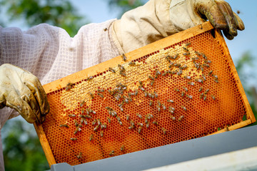 Beekeeper Controlling Colony And Bees