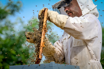 Beekeeper Controlling Colony And Bees