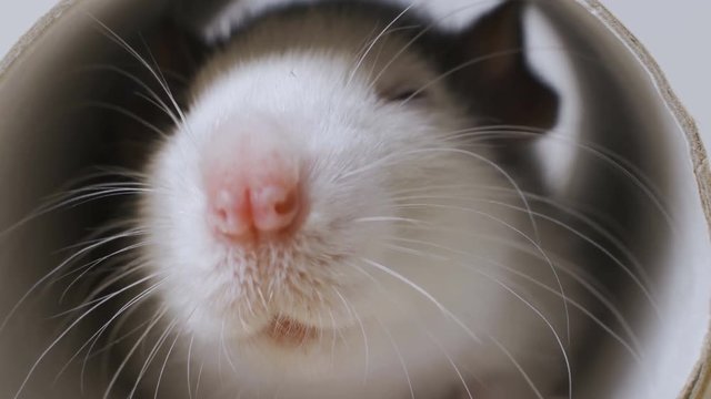 Funny white rat looking out of a cage