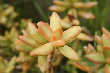 Sedum 'nussbaumeranum'
