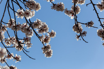 almond flowers blue  sky spring  season buds bees