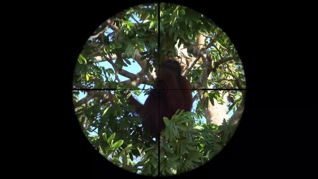 Orangutan Monkey (Pongo) Seen in Gun Rifle Scope. Wildlife Hunting. Poaching Endangered, Vulnerable, and Threatened Animals
