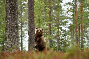 Big male brown bear standing in forest lanscape