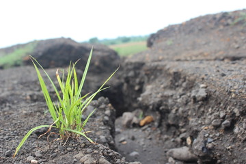  plants alone on the ground