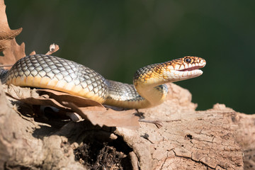 Der Vorderkörper einer angreifenden Springnatter in der Seitenansicht auf einem Ast freigestellt