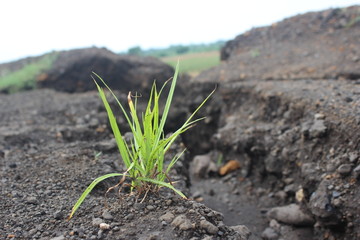  plants alone on the ground