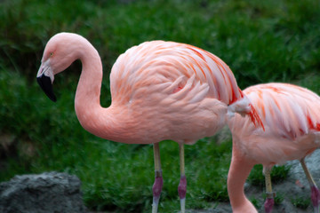 Fototapeta na wymiar Group of Chilean flamingo