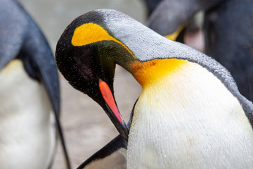 Naklejka premium King Penguin in Zurich Zoo