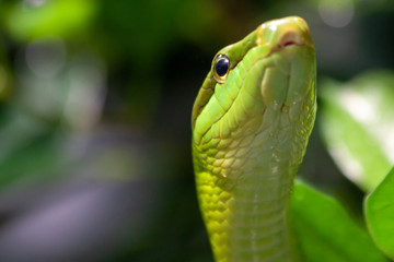  Head of an arboreal rat snake