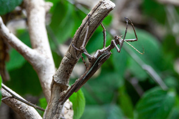  jungle nymph on a branch