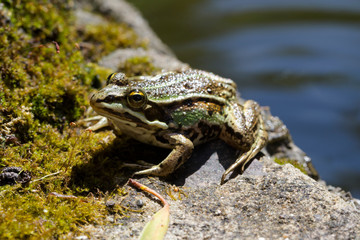 Ein Wasserfrosch sitzt sonnend am Ufer