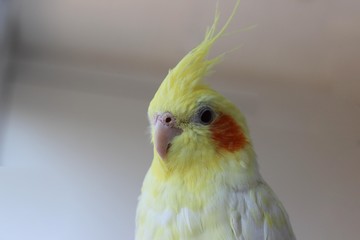 yellow bird cockatiel on white background 