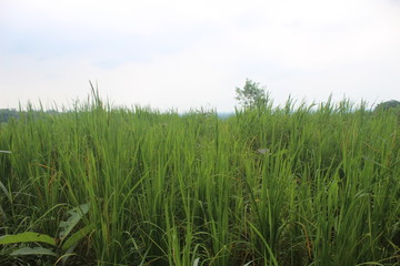  paddy fields in the suburbs