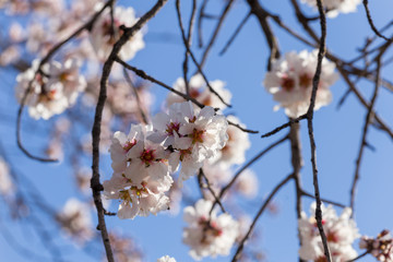 almond flowers blue  sky spring  season buds bees