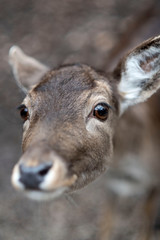 Die Augen eines Rehs, Rehauge