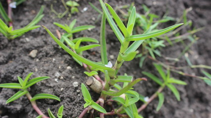  plants alone on the ground